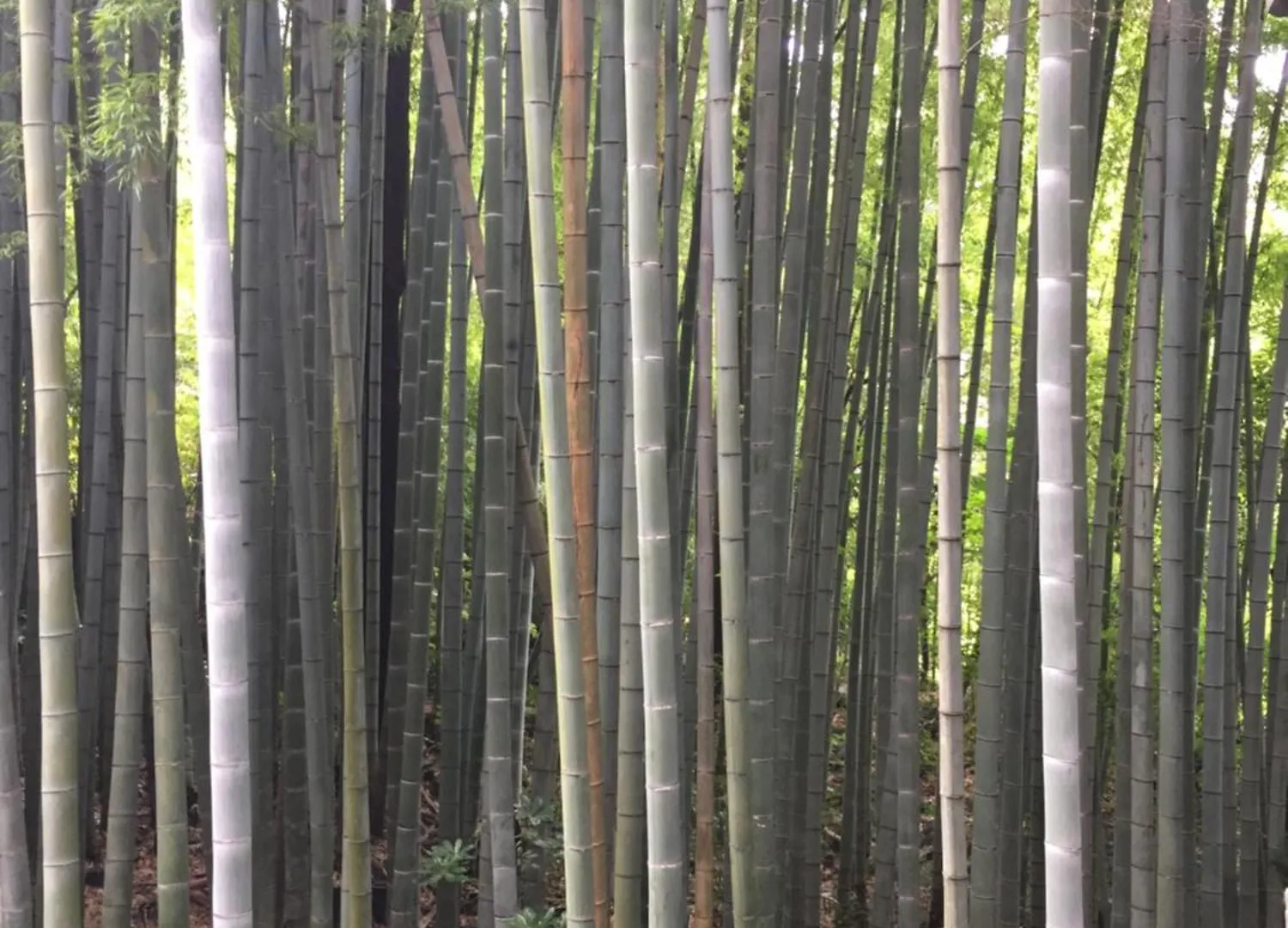 The Rareage Hakone-Yumoto By Mloc Lejlighed